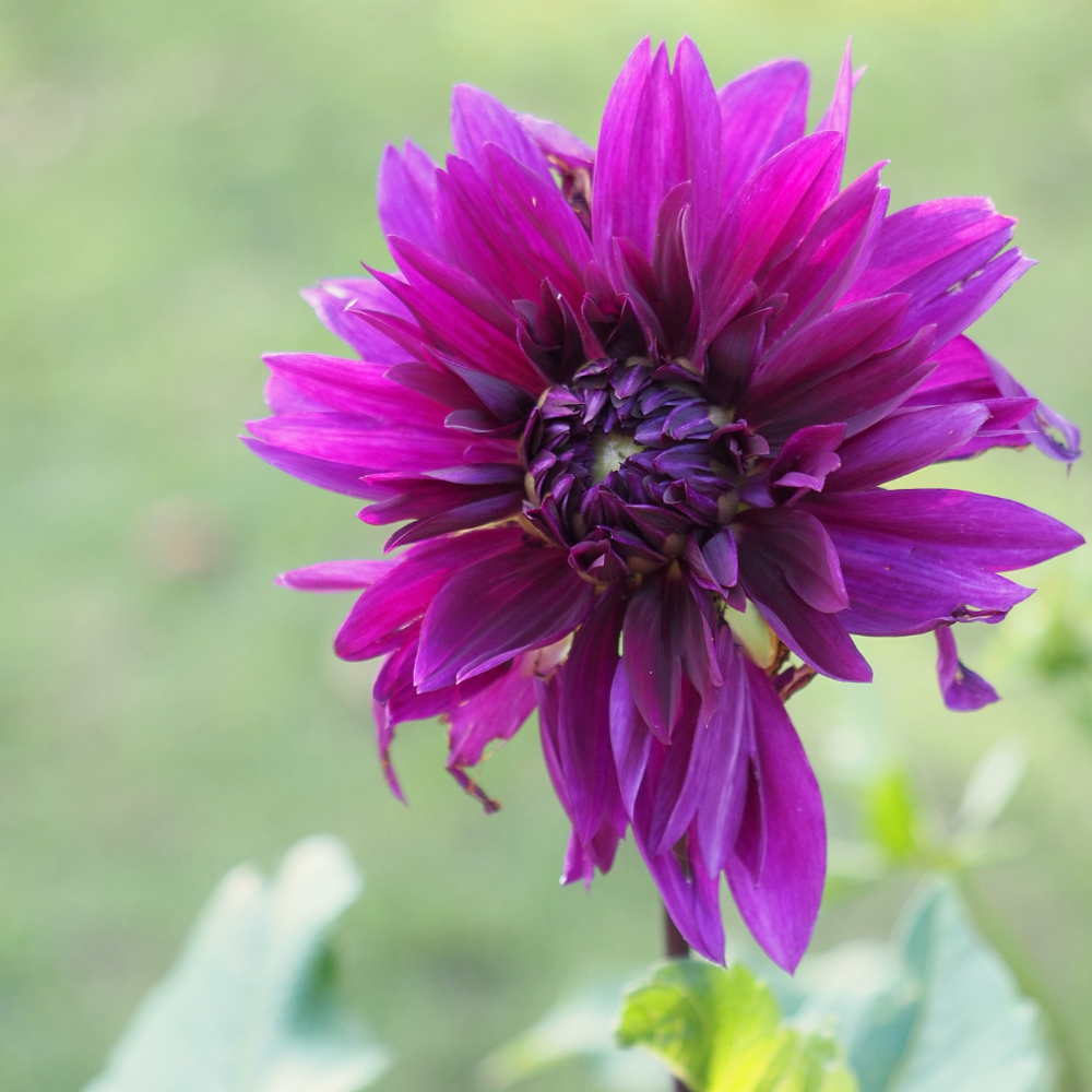 purple flower